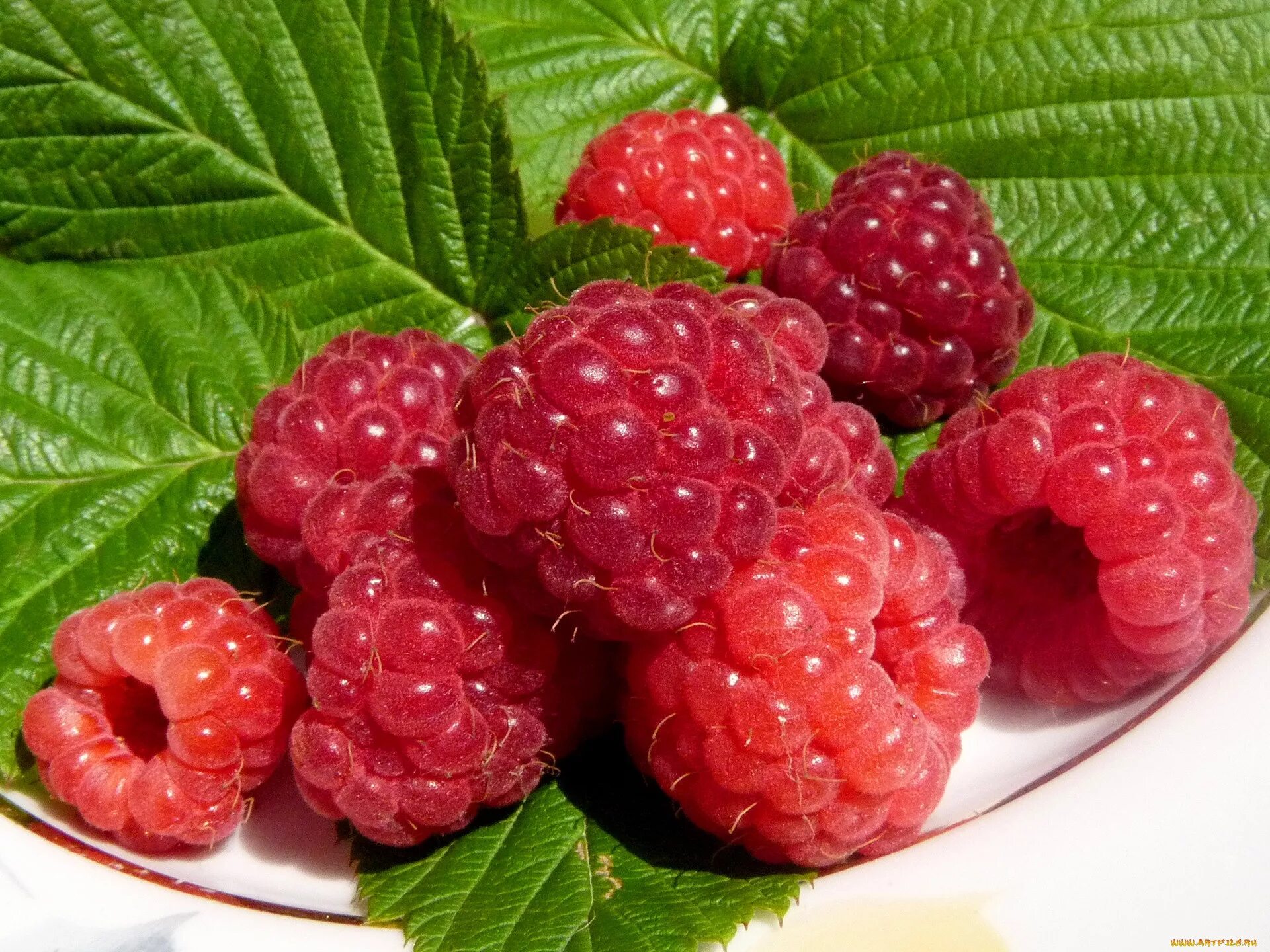 Малина ремонтантная атлант. Малина бонит. Malina bonita логотип. Ягода малина. Малина бонит.