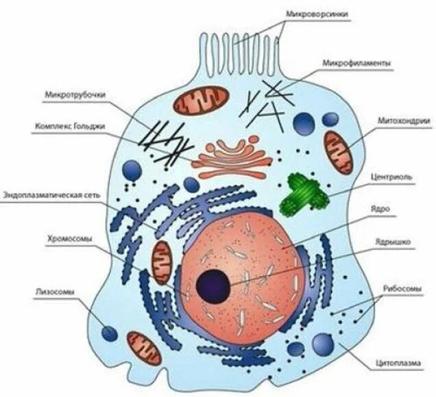 Схема клетка живая. Живая клетка клетки тела человека. Строение клетки человека рисунок. Рисунок строения клетки тела человека. Структура живой клетки.