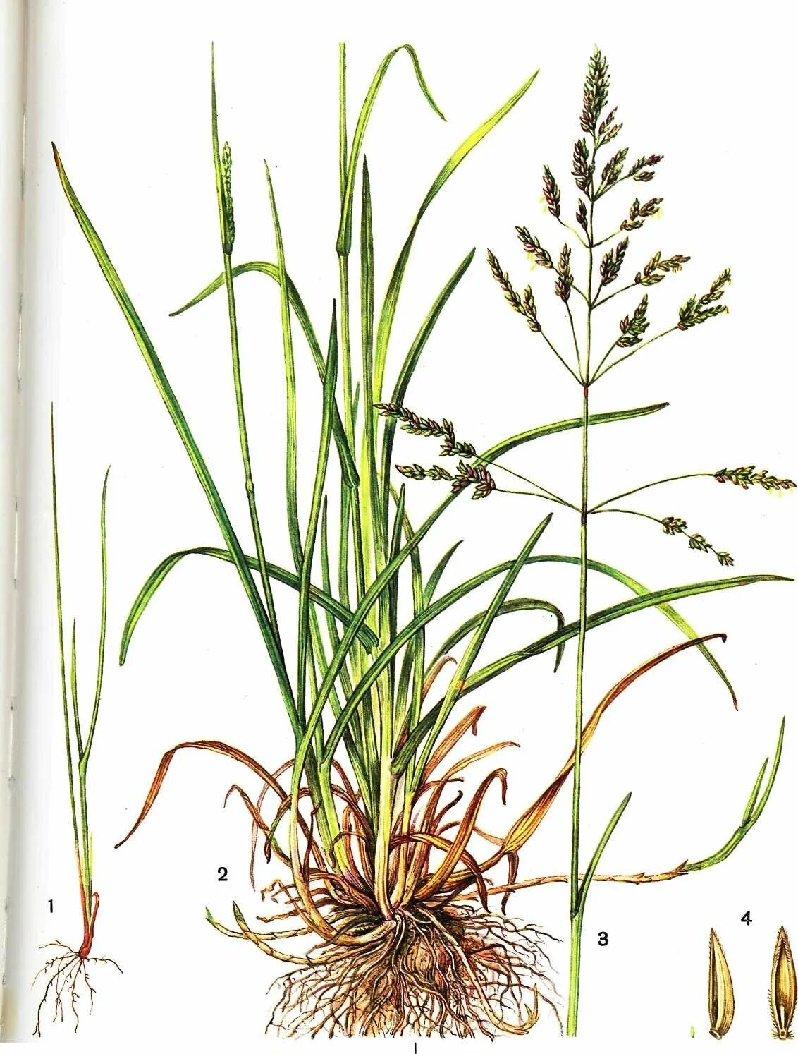 Тип чак. Чак норрис. Злак типчак. Чак норрис сейчас 2022. Тип чак.