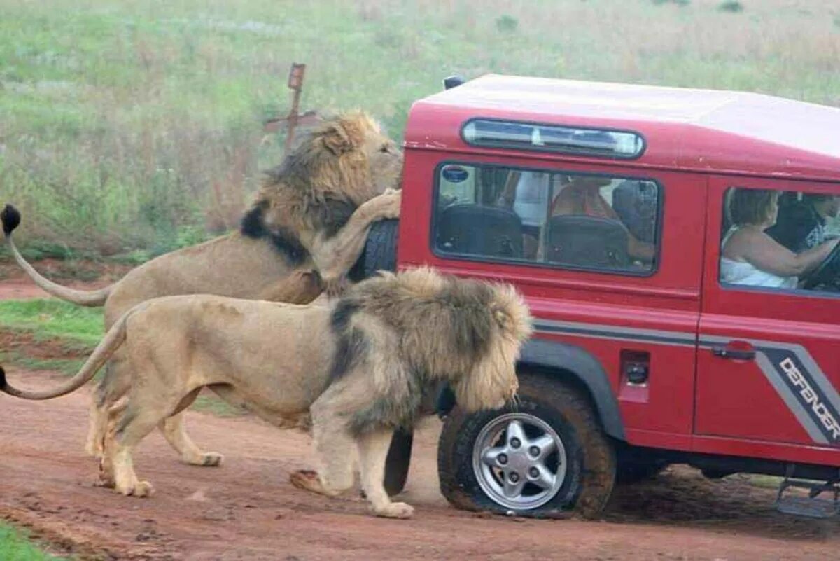Нападение на автомобиль. Львы на джипе. Сафари львы. Сафари львы на машине.
