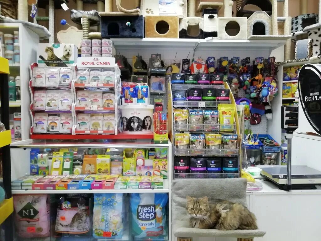 магазин кот и пёс чебоксары. название магазина для животных. зоомагазин вывеска. зоомагазин кот и пёс тамбов. тортилла зоомагазин тамбов.