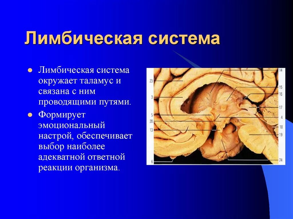 Лимбическая система гиппокамп. Функции структур лимбической системы. Мозолистое тело лимбическая система. Лимбическая система головного мозга. Лимбическая система головного мозга строение.