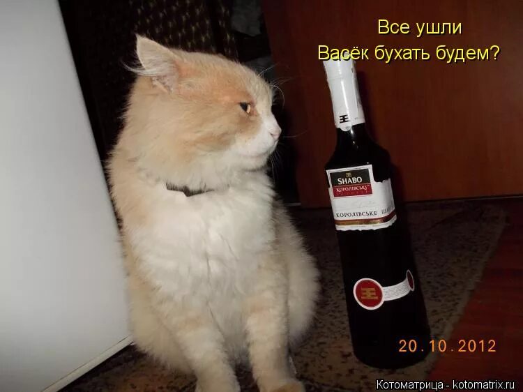 традиция пить шампанское на новый год. забухаем картинки. картинка вы на новый год бухать будете. картинка вы на новый год бухать будете. новый год бухаем.