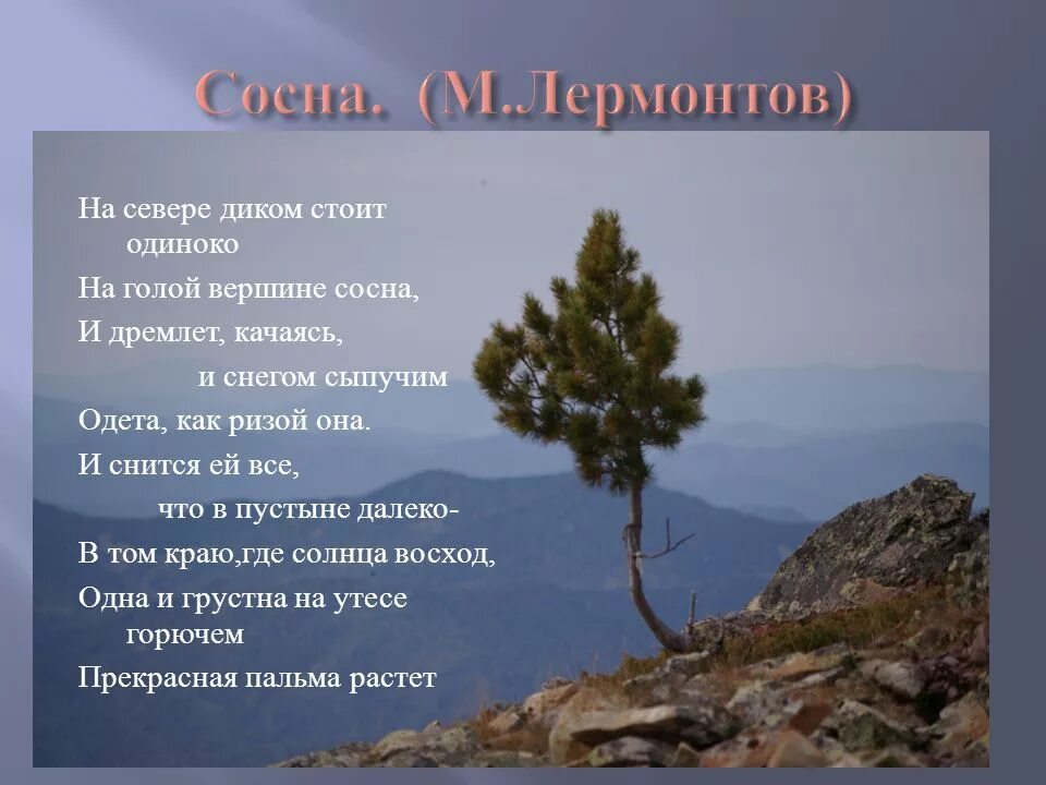 Стихотворение сосна