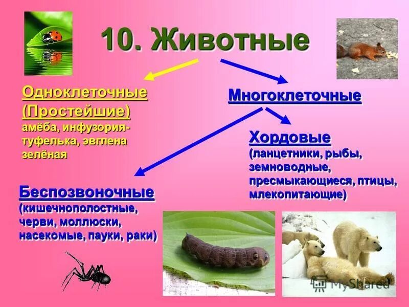 одноклеточные и многоклеточные животные 3 класс. одноклеточные и многоклеточные животные 3 класс. одноклеточные и многоклеточные животные 3 класс. одноклеточные животные 5 класс биология простейшие. царство животных 5 класс биология одноклеточные и многоклеточные.