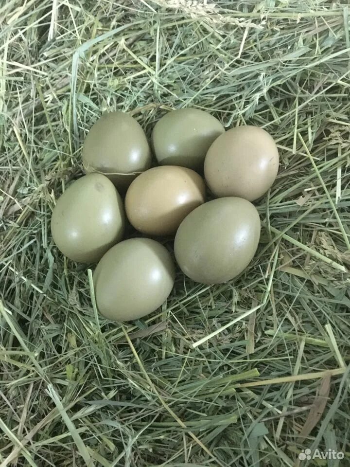 Яйца фазана купить