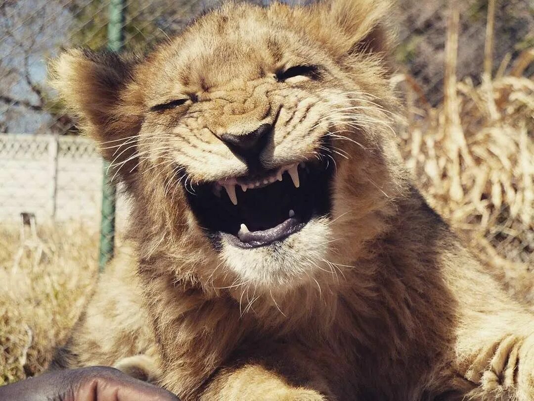 Лев улыбается. Нос льва. Лев спящий. Лев фото. Довольный лев.