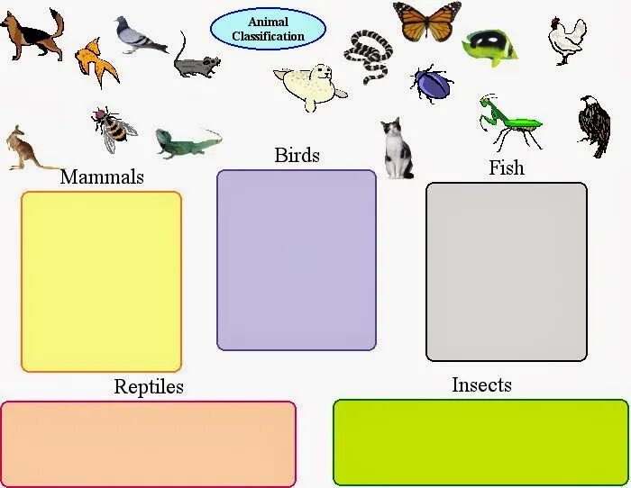 Маленькие птицы млекопитающие. Animals classification Worksheets. Животные птицы насекомые. Types of animals for Kids. Насекомые млекопитающие птицы.