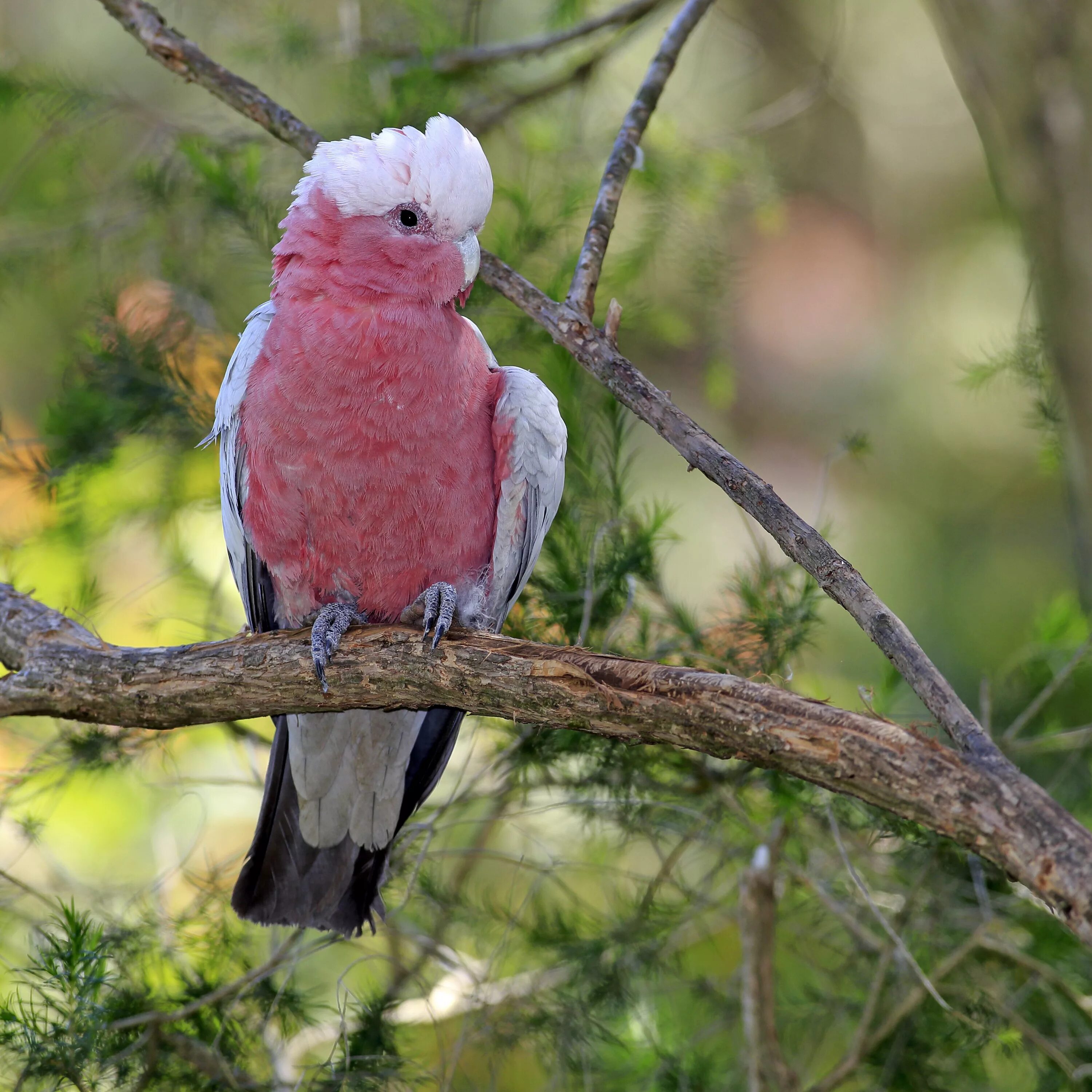 Разноцветное какаду. Розовый Какаду Гала. Eolophus roseicapillus. Galah Cockatoo. Розовый Какаду самка.