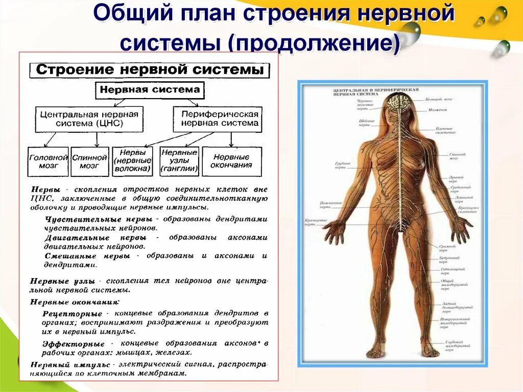 Строение и функции центрального. Нервная система человека строение органы и функции таблица. Нервная система человека строение и функции общий план строения. Структура и функции нервной системы. Структура нервной системы схема.