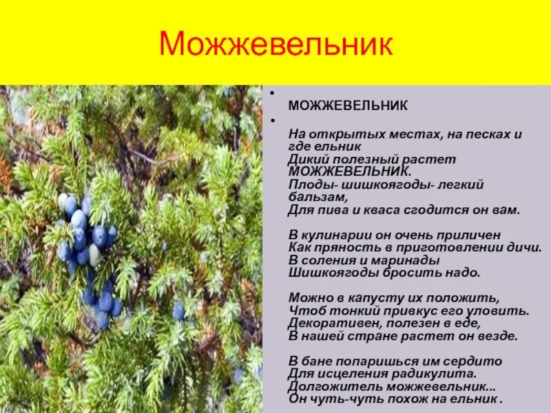 Можжевеловый куст заболотский. Можжевельник где растет. Можжевельник дерево описание. Можжевельник дикий. Можжевельник дикорастущий.