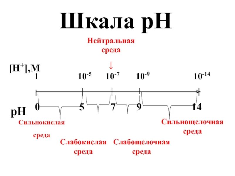 Сильнокислая среда. Слабокислая сильнокислая слабокислая слабощелочная. Сильнокислая среда PH. Слабощелочная и сильнощелочная среда.