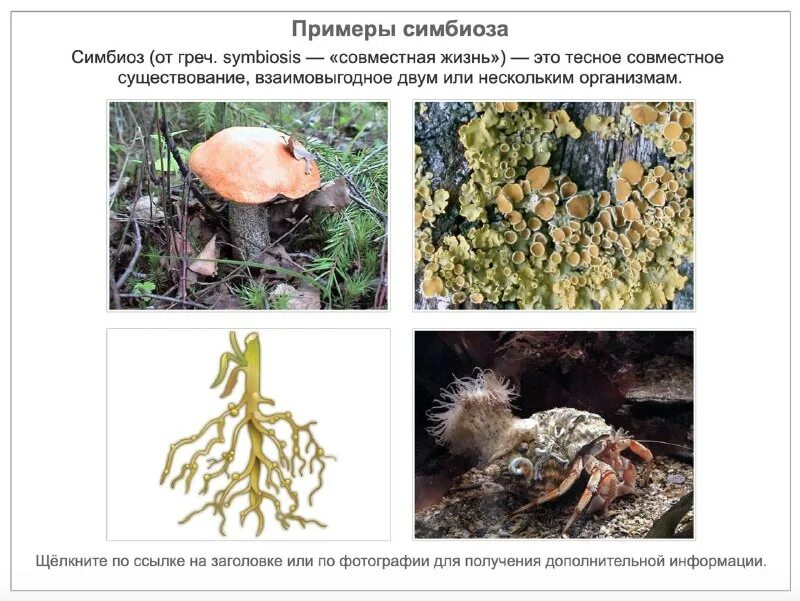 микориза на корнях. бактерии симбионты лишайники. грибы вступают в симбиоз с. грибы мхи лишайники. грибы вступают в симбиоз с цветами.