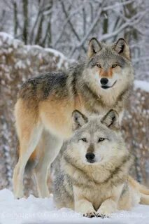 Wolf gallery