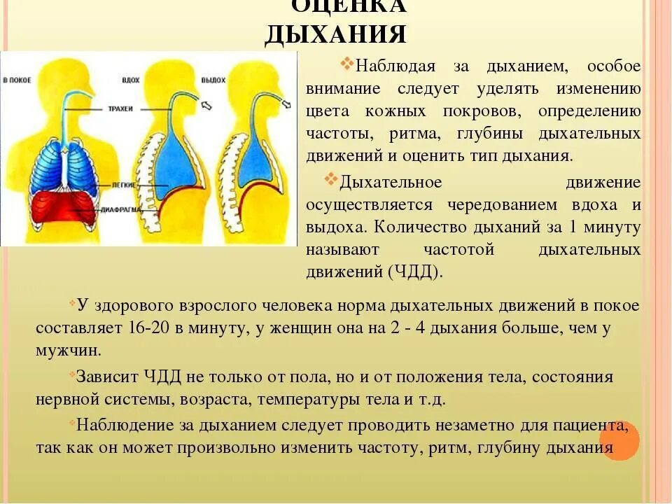 При выдохе у человека происходит. Как правильно дышать. Фазы вдоха и выдоха. Методы дыхания. Виды неправильного дыхания.