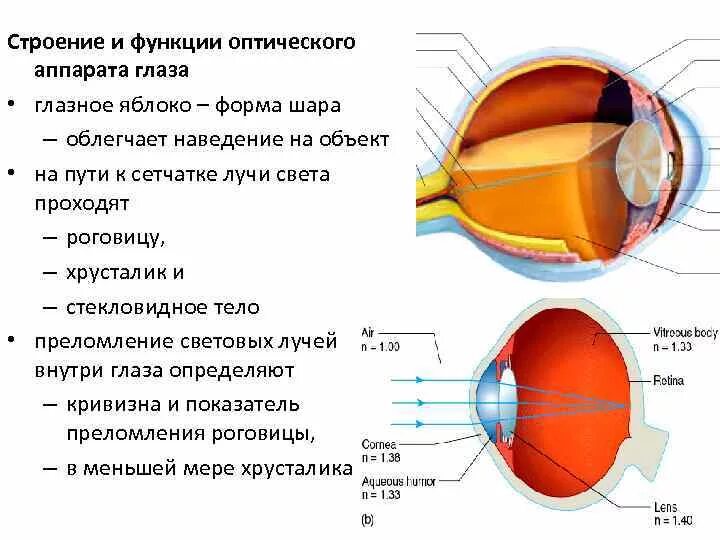 Прохождение луча света в глазном. Функции оптического аппарата глаза. Состав и функции оптического аппарата глаза.. Строение и функции оптического аппарата глаза физиология. Оптическая система глаза хрусталик.