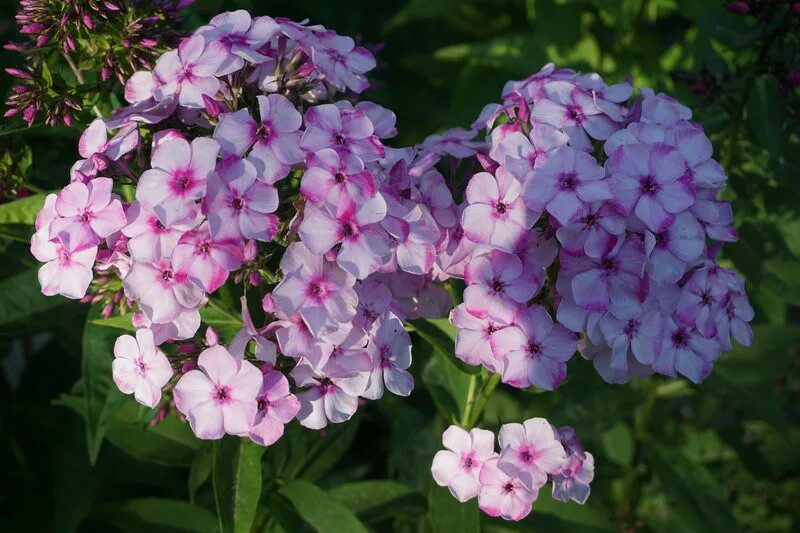 флокс флоксана. авито флокс. авито флокс. авито флокс. флокс сесиль ханбери.