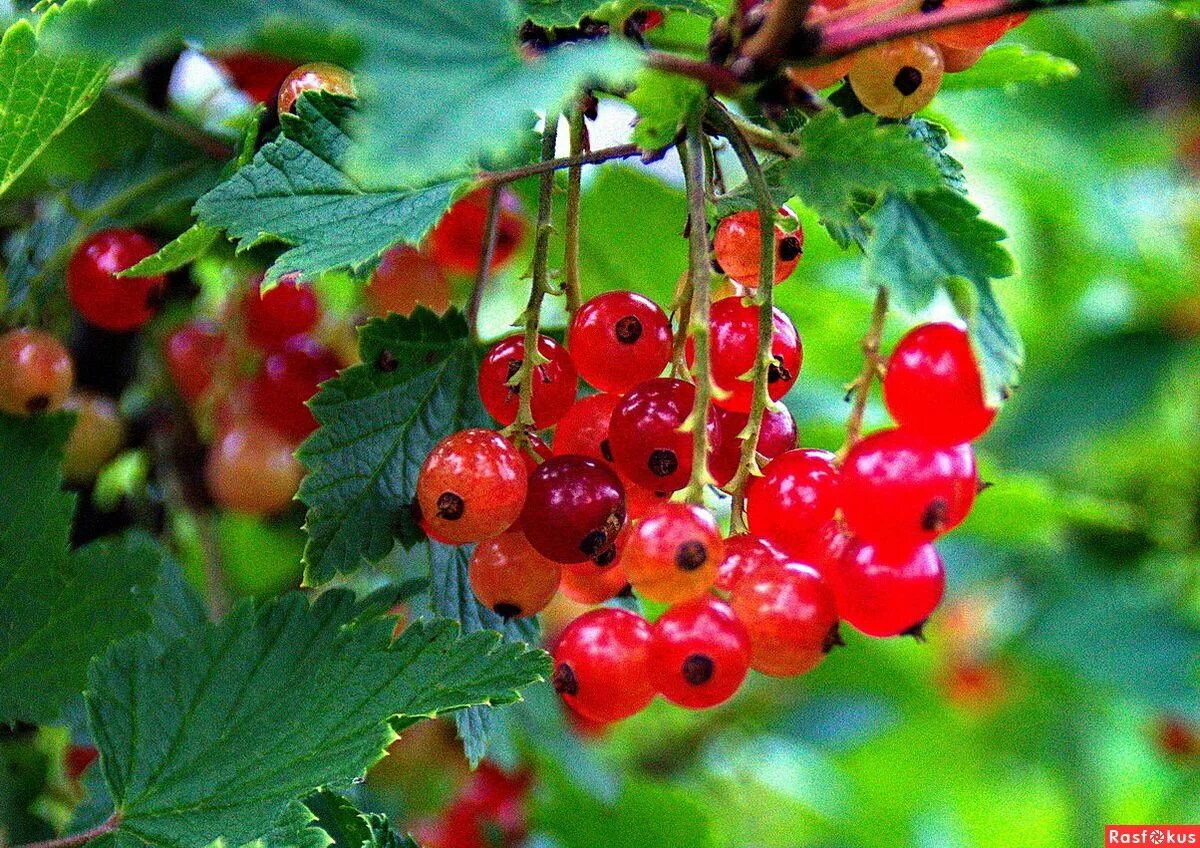 Смородина чёрная. Смородина моховка. Смородина красная кузьмина. Смородина. День смородины 14 июля открытки.