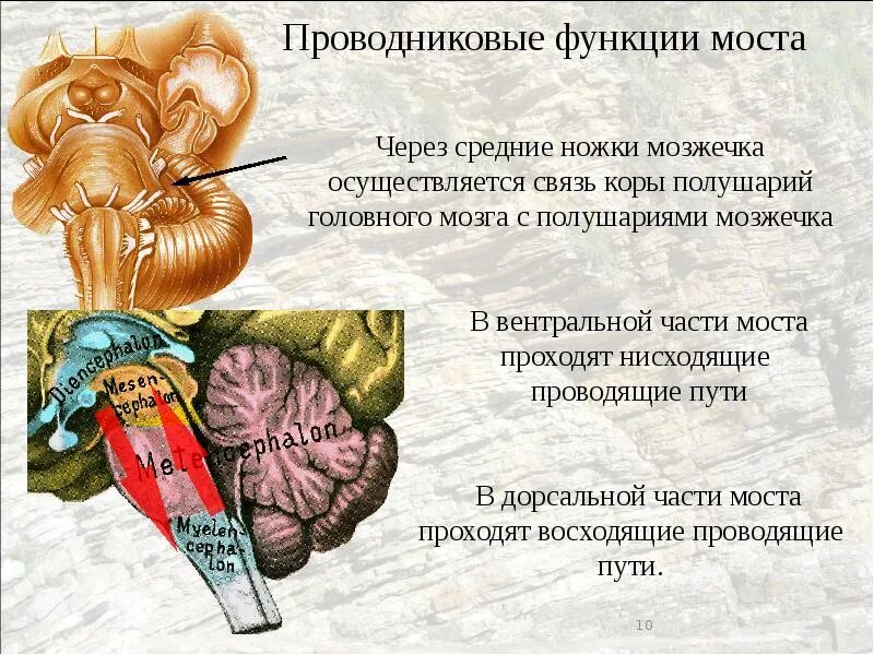 Средние ножки мозжечка. Варолиев мост проводниковая функция. Проводниковая функция варолиева моста. Головной мозг варолиев мост. Функции варолиева моста мозга.