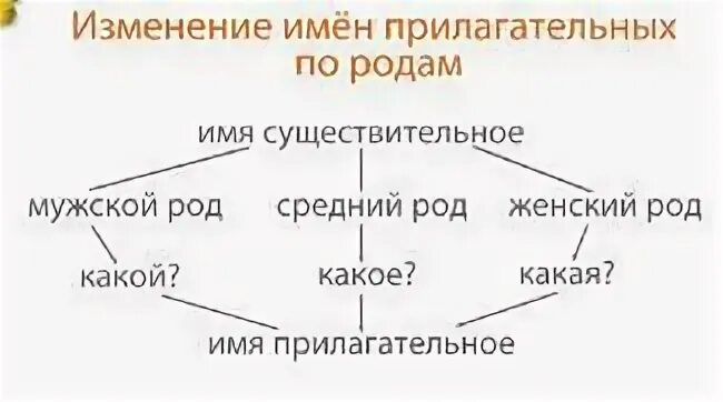 Тема род имен прилагательных