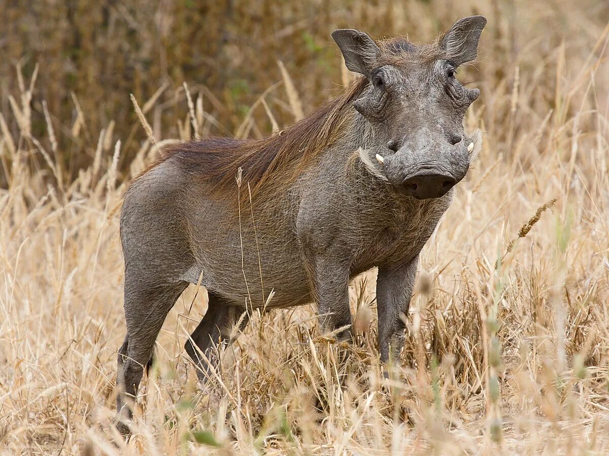Posts with tags Warthog, Reserves and sanctuaries - gollum.space