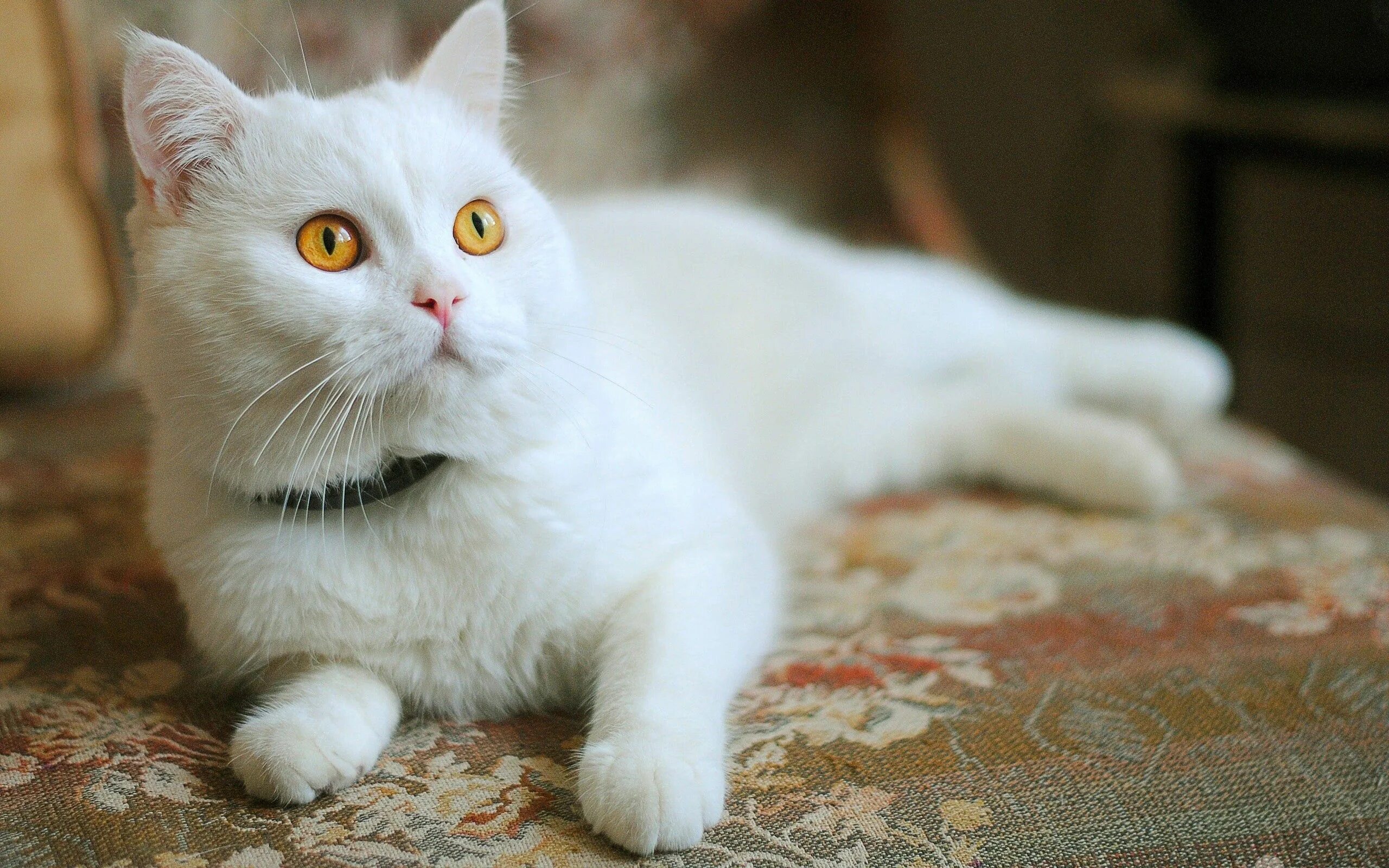 Белые кошечки картинки. Шотландская прямоухая кошка белая. Британская короткошёрстная альбинос. Кот британец альбинос. Кот британец белый.