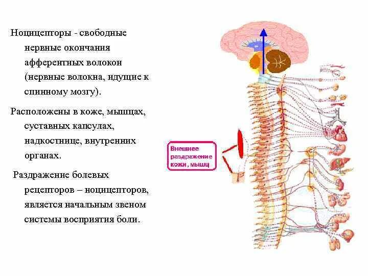 Нервные окончания функции. Ноцицепторы свободные нервные окончания. Болевые рецепторы ноцицепторы. Свободные нервные окончания расположены в коже. Ноцицепторы а волокон.