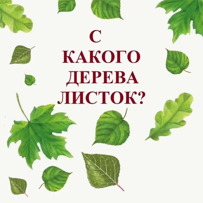 Угадай листочки