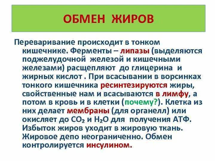 Ферменты тонкой кишки расщепляющие жиры. Катаболизм глицерина. Обмен жиров переваривание. Ферменты расщепляющие жиры в кишечнике.