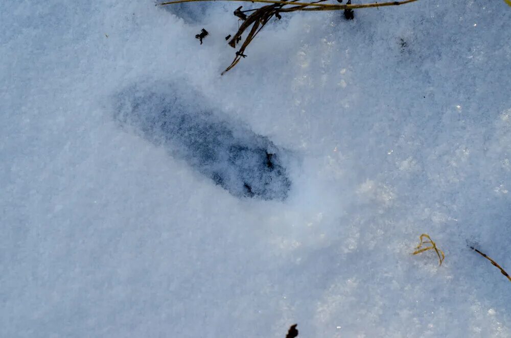 Как выглядит след лисы. Лисьи следы число. След лисы на земле фото. Лисьи следы на снегу фото. Следы лисы.