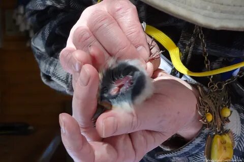 Станция кольцевания птиц