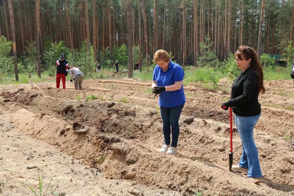 Вакансии солотча. Посадка леса. Высадка деревьев. Высадка леса в Мещере Рязань. Солотча Рязань лес.