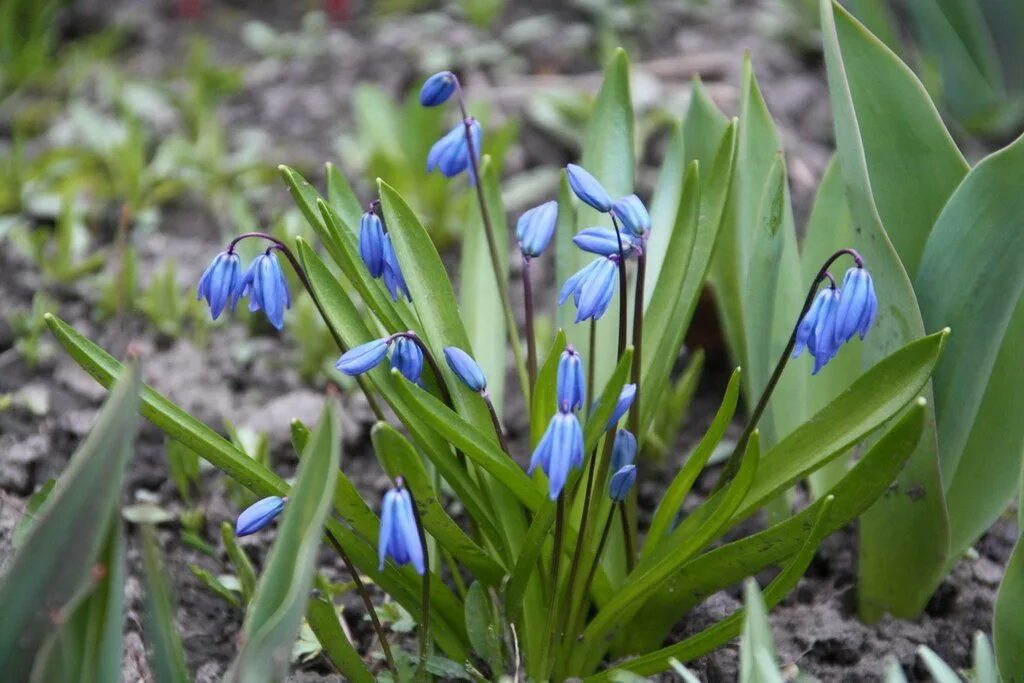 Магнитный пазл 27x18см."Подснежники, galanthus nivalis, цветок" на холодильник -