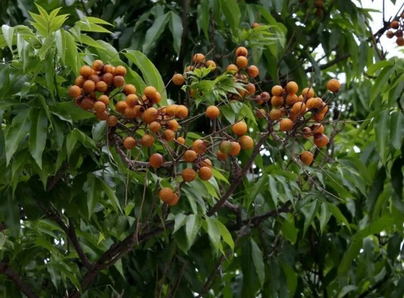 Сапиндус мыльный. Мыльное дерево. Мыльное дерево. Мыльное дерево. Мыльное дерево.