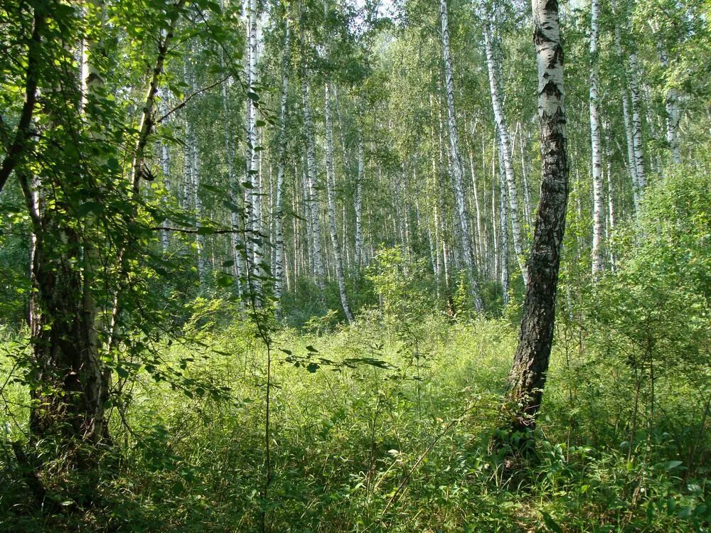 Хвойно мелколиственные. Мелколиственный лес. Березово-лиственничный лес. Хвойно-мелколиственные леса. Мелколиственный лес у села Черемисское.