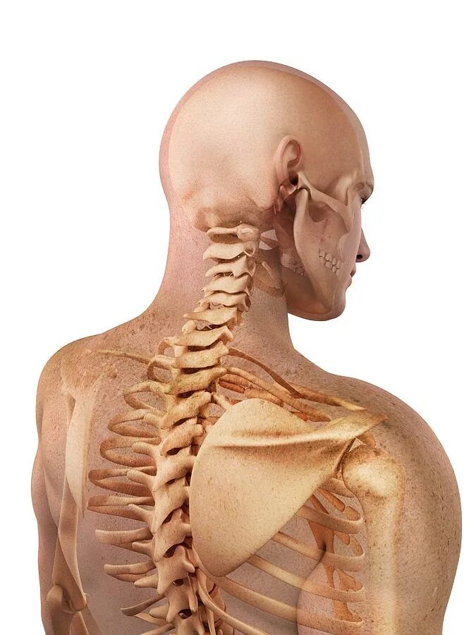 Между черепом и позвоночником. Шейный отдел. Позвоночник шея. Позвоночник шея анатомия. Скелет шейного отдела позвоночника.