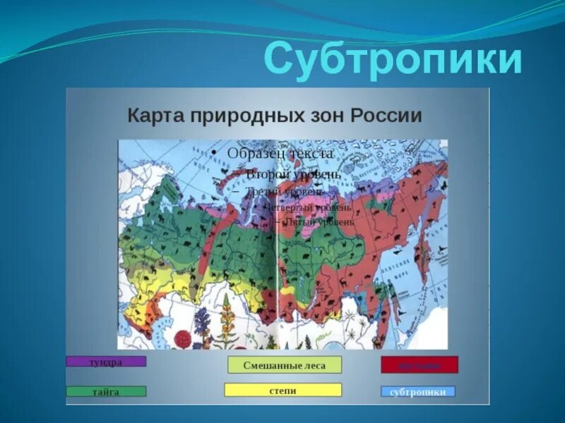 Субтропики расположение. Природные зоны России субтропики России. Субтропики на природной карте России. Карта природных зон России 4 класс субтропики. Субтропическая зона России на карте 4 класс окружающий мир.