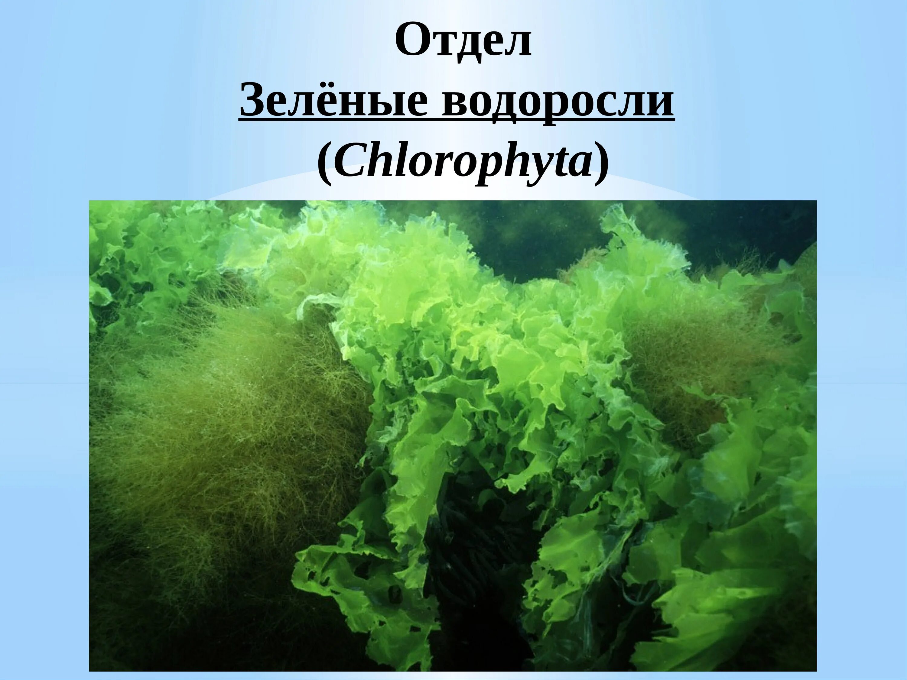 Зеленые водоросли формы. Отдел зеленые водоросли. Отдел зеленые водоросли представители. Зеленые водоросли Chlorophyta. Зеленые водоросли презентация.