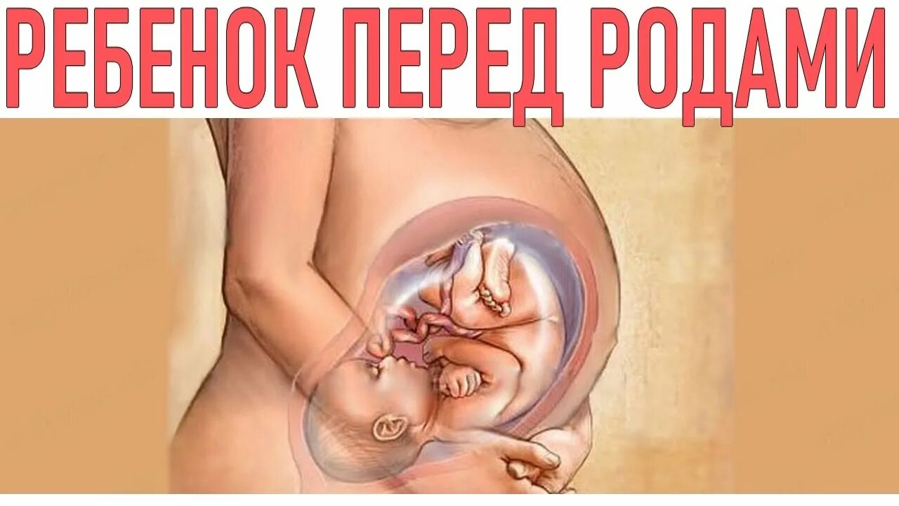 38 неделя мало шевелится. 39 Неделя беременности головное предлежание. Расположение ребенка в утробе. Ребенок в утробе перед родами.