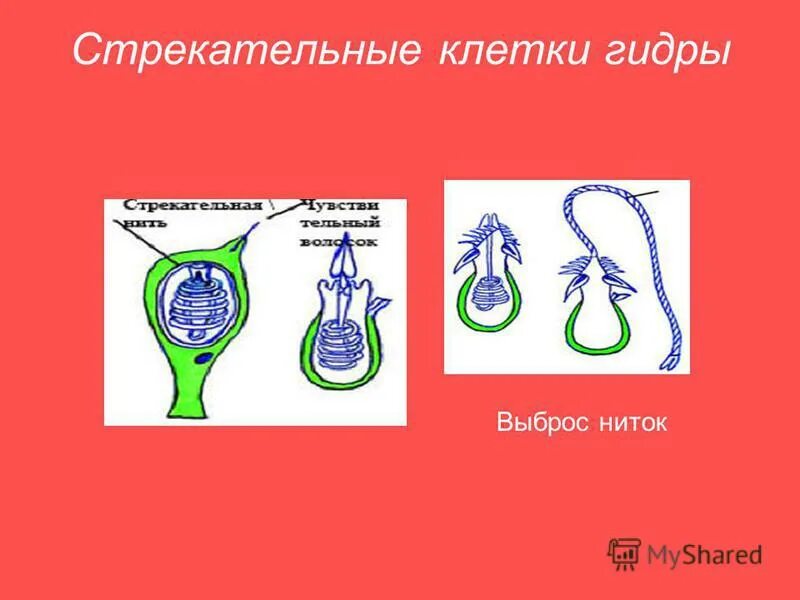 Стрекательные клетки имеются