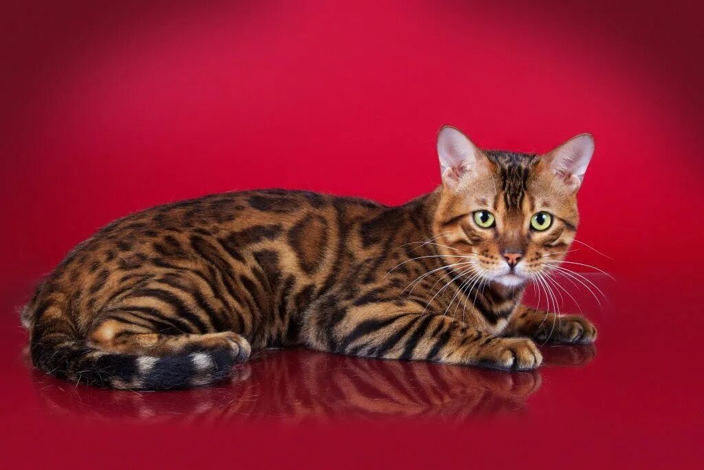Бенгальская кошка. Кошки бенгальской породы. Красный бенгальский кот. Бенгальская кошка самец. Голова бенгальской кошки