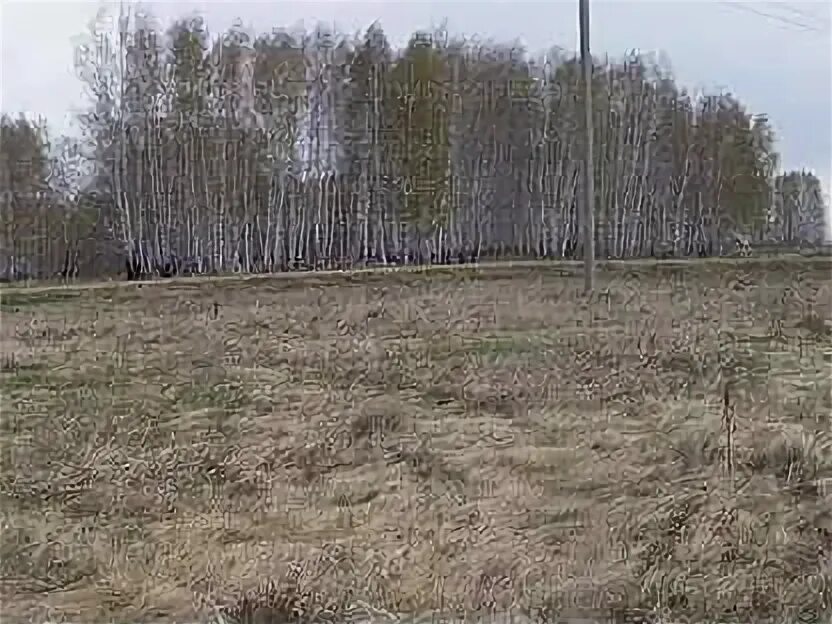 Земельный участок сосновка. Земельный участок сосновка. Сосновка нсо. Сосновка 1 дача. П.