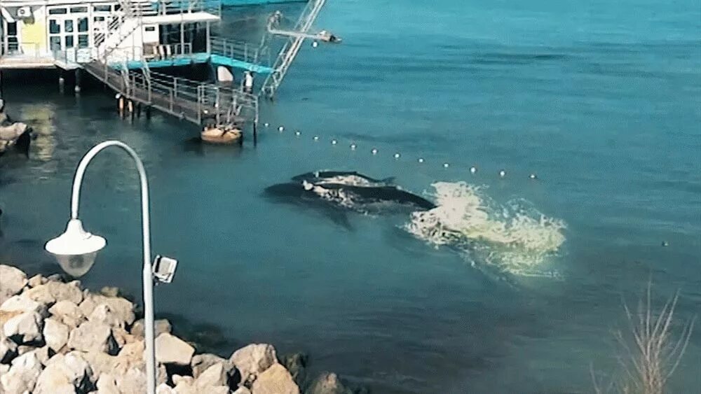 Киты в черном море в Анапе. Касатки в черном море. Киты в черном море. Касатки в Анапе.