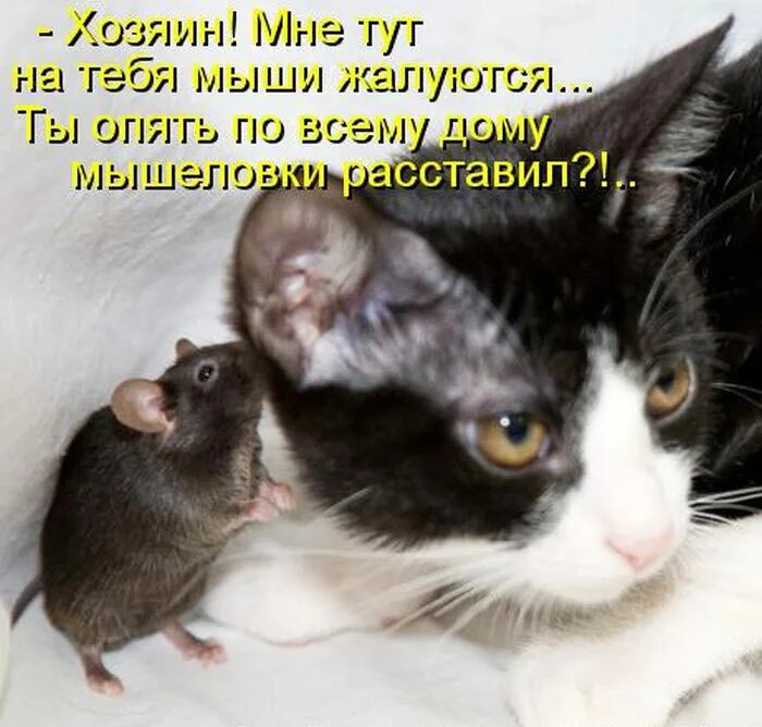 Смешной еж. Минипиг кабан. Назаров мемы. Кот шаурма. Тоскать.