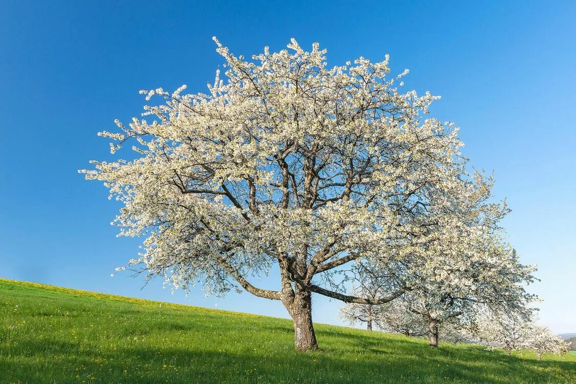 Красивое весеннее дерево. Весеннее дерево. Деревья весной. Цветущее дерево. Деревья в цвету.