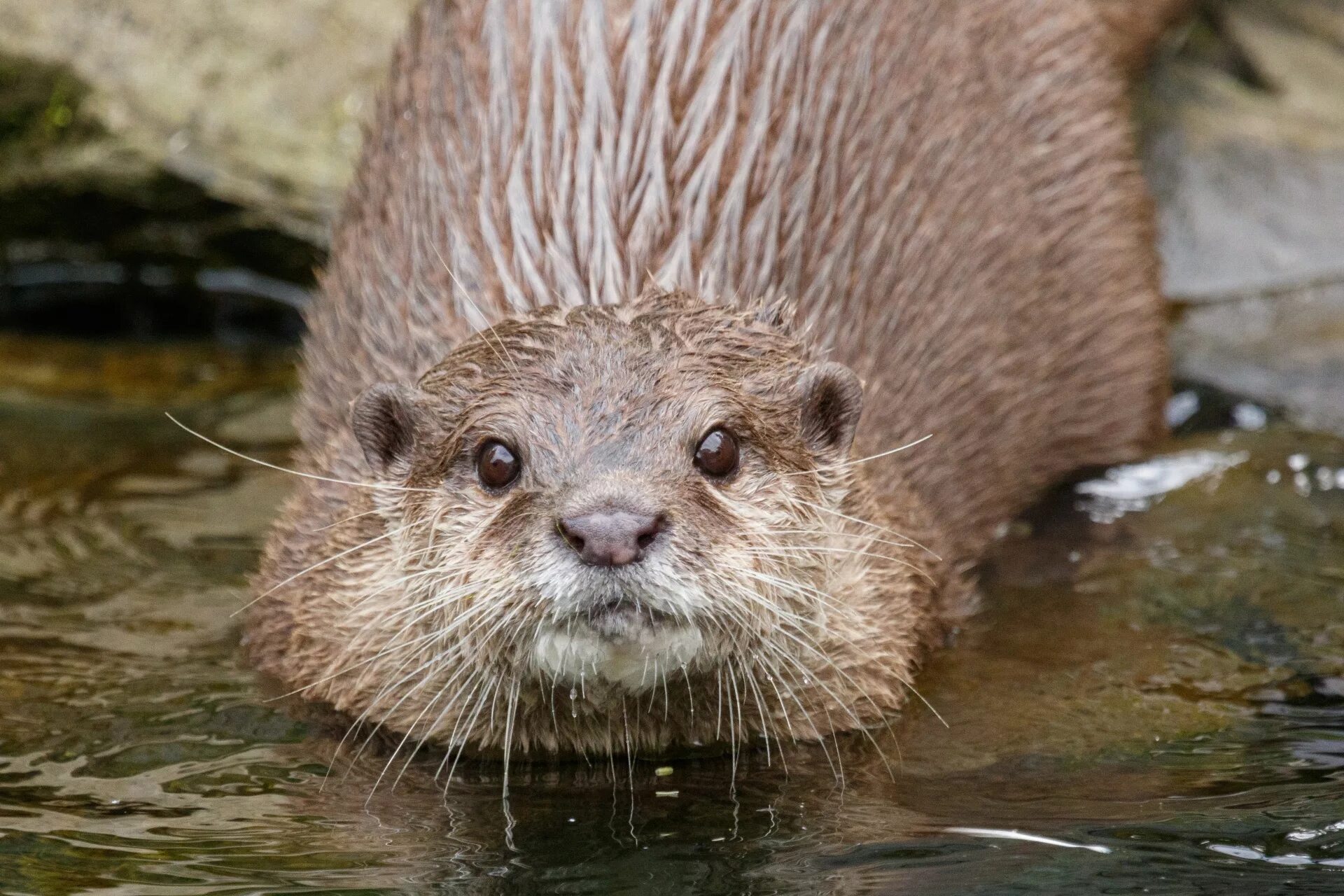 Гигантская речная выдра. Гладкошёрстная выдра. Джек видра. Злая выдра. Выдра калан.