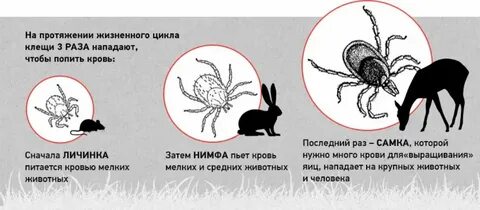 Что происходит с клещом после насыщения кровью