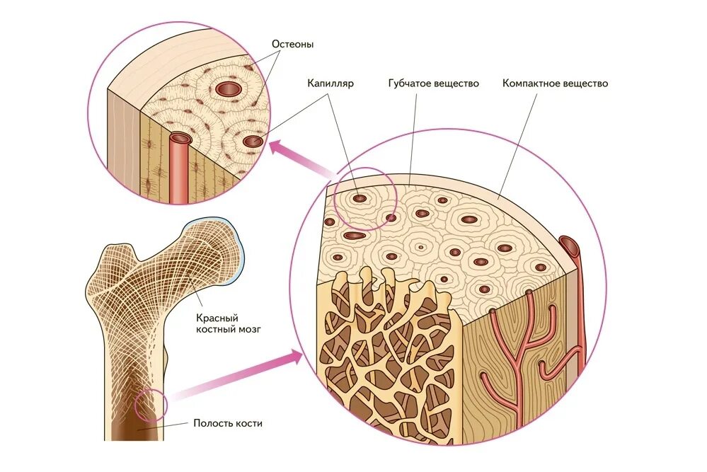 Компактная костная ткань губчатая костная ткань. Костная ткань компактное вещество губчатое вещество. Строение компактного и губчатого вещества кости. Скелетная костная ткань строение.
