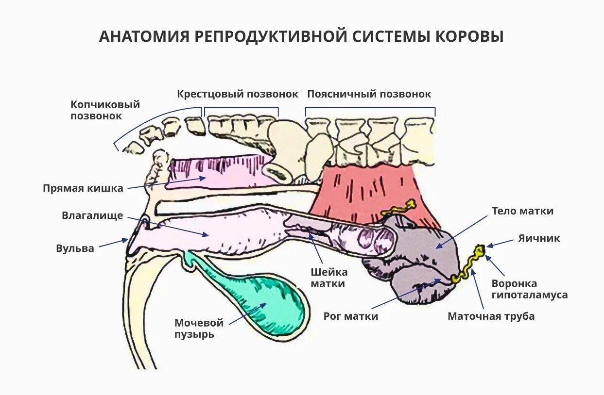Стадии полового цикла животных. Схема полового цикла коровы. стадии полового цикла у коров. продолжительность полового цикла у коров. стадии полового цикла у животных.