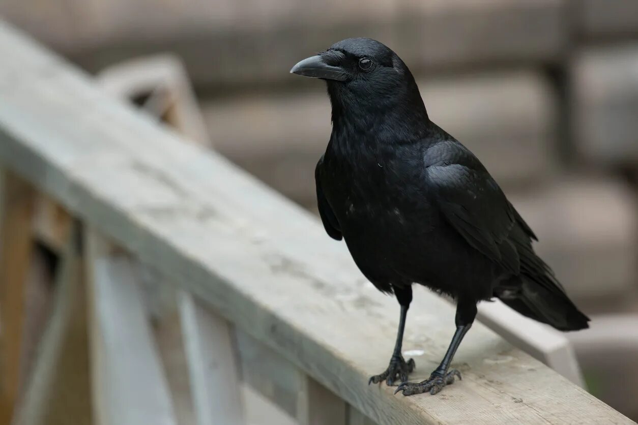 Новокаледонский ворон. Новокаледонская ворона. Американская ворона. Ворона сидит. Новокаледонские вороны